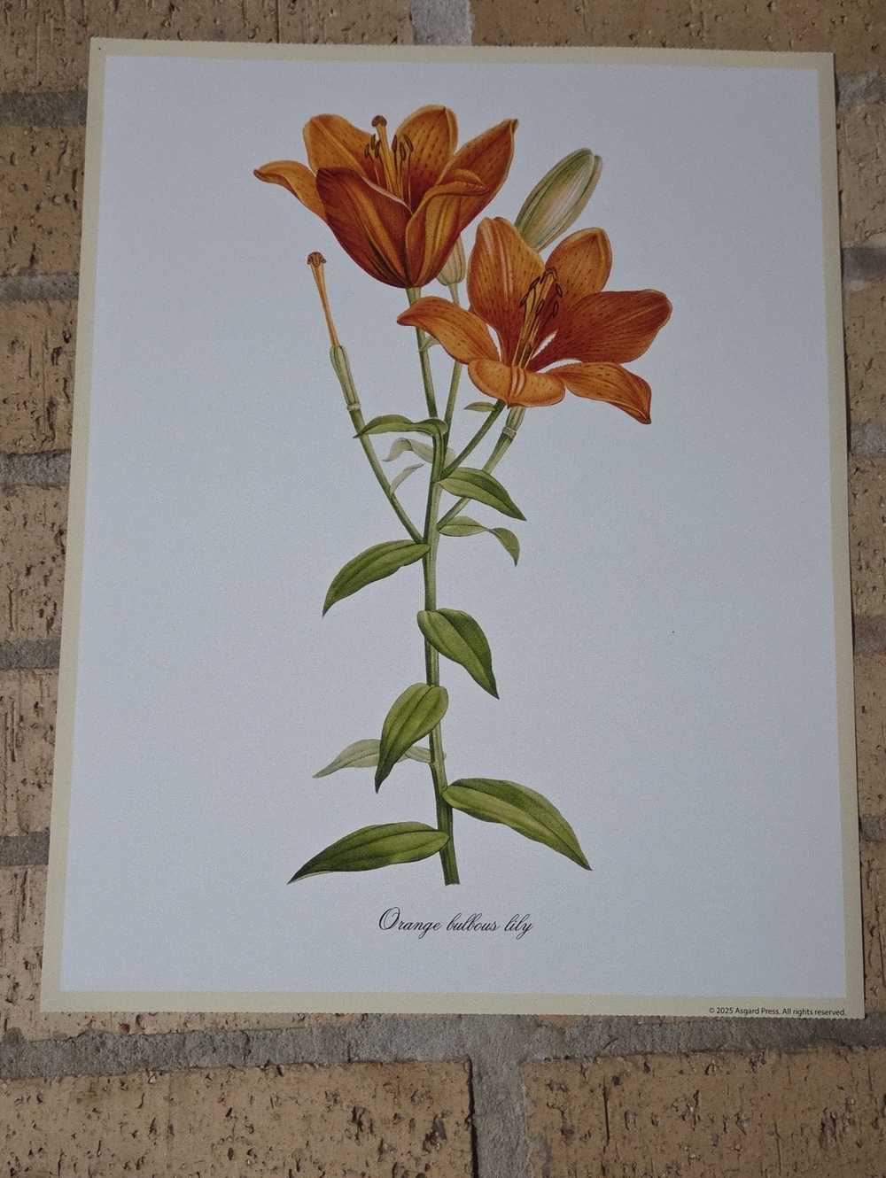 Orange Bulbous Lily Poster by Pierre-Joseph Redoute, 1805